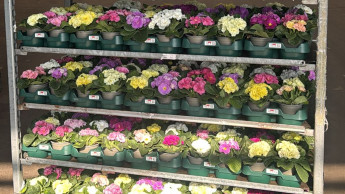 Hornbach nutzt jetzt europaweit Mehrweg