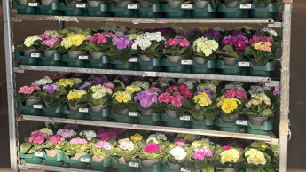 DUH fordert sofortigen Umstieg auf Mehrwegpaletten DUH fordert sofortigen Umstieg auf Mehrwegpaletten