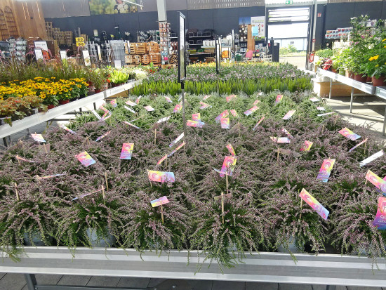 Gardengirls, Rasta Girls