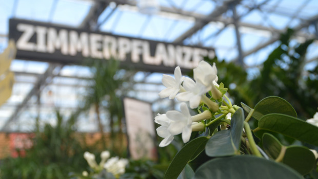 Die Pflanze oder das Handwerkerprodukt online aussuchen und vor Ort abholen - diesen Service nutzten einige Kunden.&nbsp;