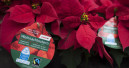 Toom bietet nur noch Fairtrade-Weihnachtssterne an