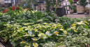 Landgard hat weniger Umsatz mit Blumen und Pflanzen erzielt