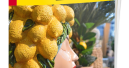 E-Magazin Gartentrends