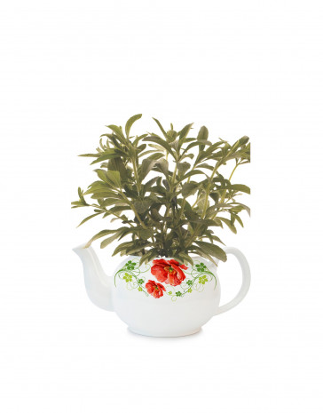 Hishtil, Stevia Sugar Love