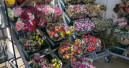 Blumen weiterhin beliebtes Geschenk zum Muttertag