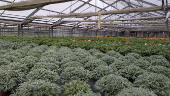 Italienischer Gartenbau erreicht neuen Rekord