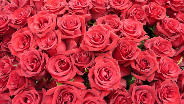 Der Fokus der Verbraucher lag zum Valentinstag 2018 wieder stärker auf dem Klassiker: Rosen, am liebsten in Rot. Aber auch andere Farben wurden gekauft. Der Fokus der Verbraucher lag zum Valentinstag 2018 wieder stärker auf dem Klassiker: Rosen, am liebsten in Rot. Aber auch andere Farben wurden gekauft.
