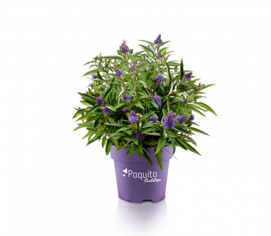 Der Sommerflieder Poquito Buddleja kommt auch mit etwas weniger Platz aus. Der Sommerflieder Poquito Buddleja kommt auch mit etwas weniger Platz aus.