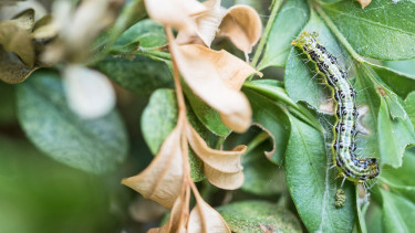 Der Garten im (Klima-)Wandel