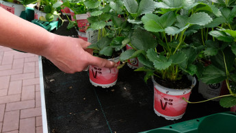 Volmary bekennt sich zu Euro Plant Trays