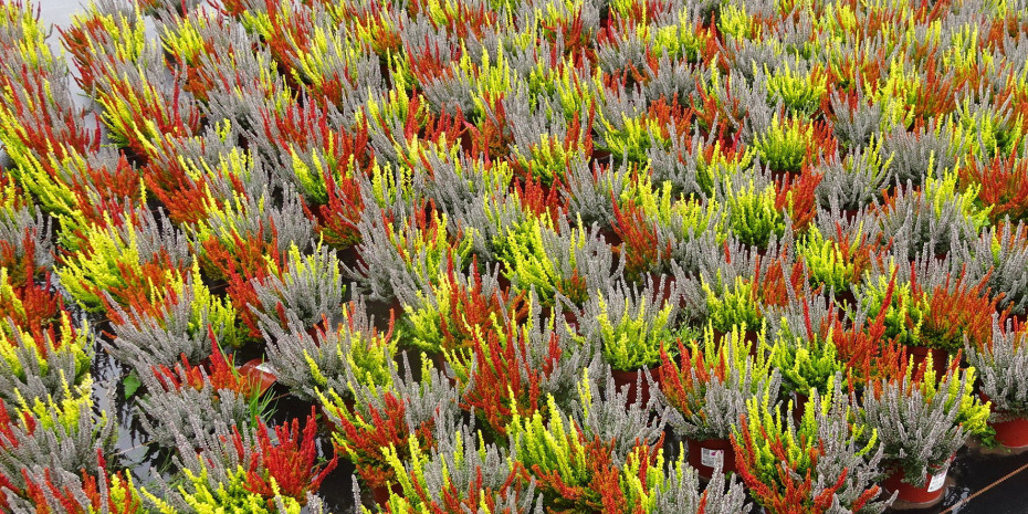 Heidezüchtung Kramer, Sunset-Girls