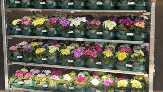 Hornbach nutzt die Mehrwegtrays der EPT bereits europaweit. Hornbach nutzt die Mehrwegtrays der EPT bereits europaweit.