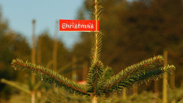 In Deutschland wurden 2015 rund 100.000 Christbäume mehr verkauft als im Vorjahr. Foto: Pixabay