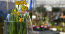 Blumen und Pflanzen: Händler, Produzenten und Vermarkter arbeiten zusammen