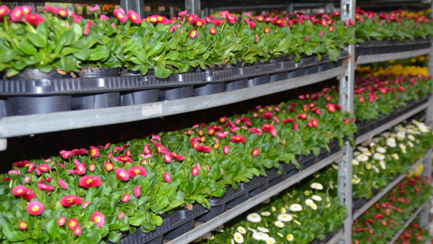 Die EPT versteht sich als europäische Branchenlösung zur Vermeidung von Einwegtrays - wie die oben abgebildeten - in der grünen Branche. Die EPT versteht sich als europäische Branchenlösung zur Vermeidung von Einwegtrays - wie die oben abgebildeten - in der grünen Branche.