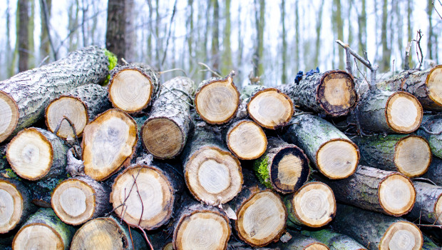 Das Holz wird teurer. Das zeigen Zahlen des Statistischen Bundesamtes für das Jahr 2021.