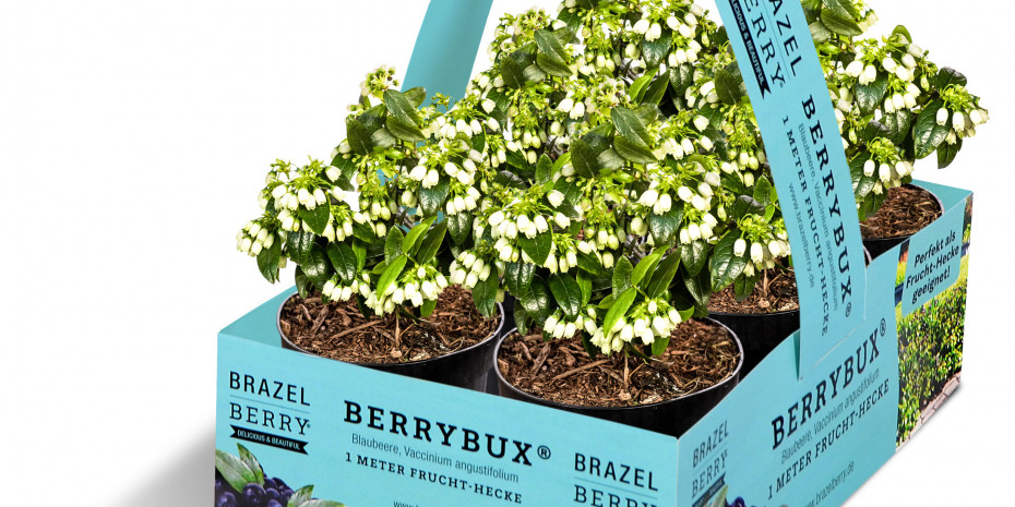 zu Jeddeloh Pflanze, BerryBux