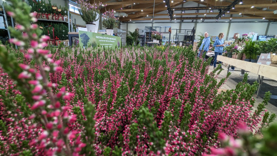Die Produktion von Besenheiden hat seit der vorherigen Destatis-Erhebung  um 37,2 Prozent zugenommen.