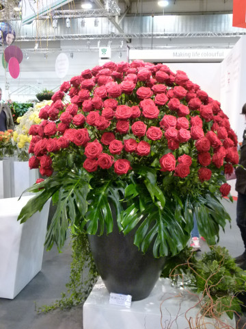Unangefochten die Nummer eins unter den Schnittblumen ist die Rose. Foto: Grimminger