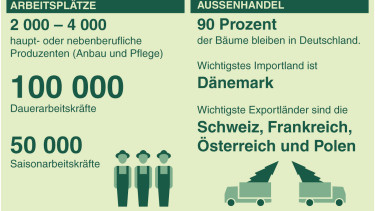 Weihnachtsbäume bescheren Umsatz von fast 700 Mio. €