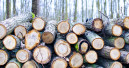 Erzeugerpreise für Rohholz steigen um 14,8 Prozent