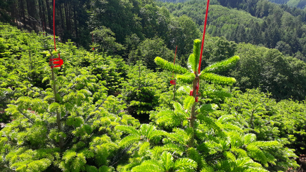 In Deutschland wachsen die grünen Feiertagsboten in sogenannten Weihnachtsbaumkulturen.&nbsp;