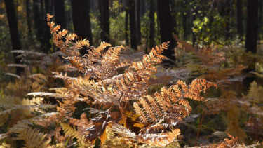 Drei Viertel des Holzeinschlags 2020 ging auf Waldschäden zurück