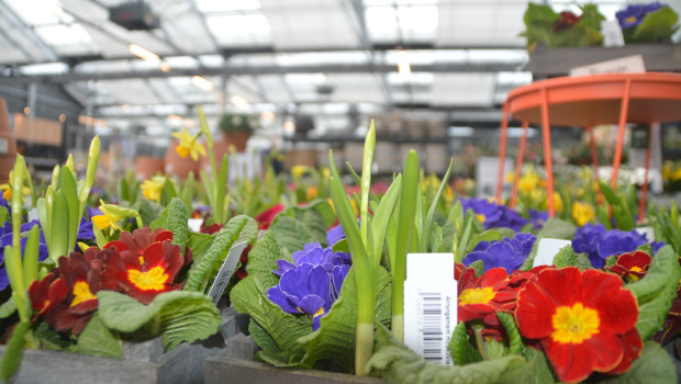 Gar nicht gut gelaufen ist der Verkauf von Pflanzen: Die Warengruppe Lebendgrün hat im ersten Quartal 15 Prozent weniger Umsatz gebracht als im Vorjahreszeitraum.