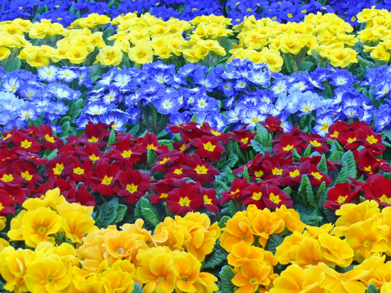 Beet- und Balkonpflanzen sind das größte Einzelsegment innerhalb des Marktes für Gartenpflanzen.