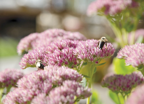 Wildgärten, Wildkräuter und andere Maßnahmen zur Förderung der Biodiversität werden auch zur Entlastung bei der Gartenarbeit genutzt.&nbsp;