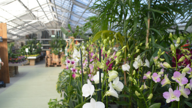 Im Gartenhandel hat sich der Abstand zum Vorjahresniveau ein wenig verkleinert.