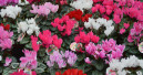 Blumen und Zierpflanzen verlieren knapp zwei Prozent