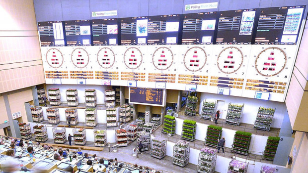 Die Versteigerung an der Uhr bleibt der wichtigste Absatzkanal der Veiling Rhein-Maas