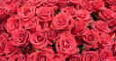 Zum Valentinstag gab’s vor allem Rosen, Rosen, Rosen