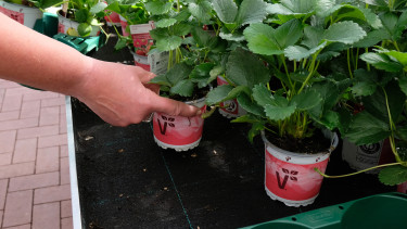 Volmary bekennt sich zu Euro Plant Trays