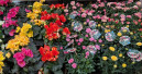 Garten und Heimtier weiter auf Talfahrt