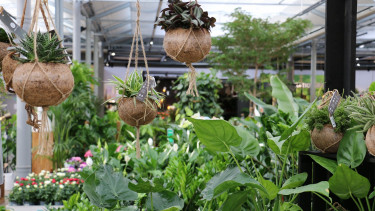 Gelungener Neustart in Österreich mit guten Umsätzen und ohne Andrang