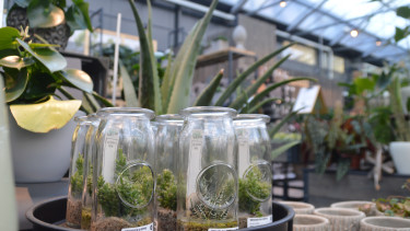 Zahl der Gartenstandorte in Deutschland wuchs 2022