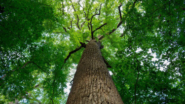 Baumärkte als mutige Pioniere