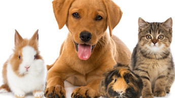 In aller Tierfreundschaft In aller Tierfreundschaft