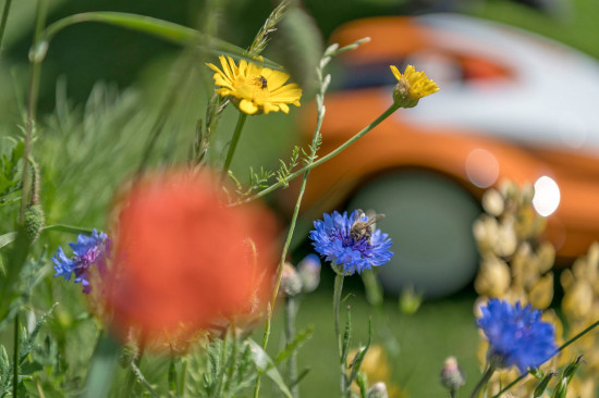 Gepflegter Rasen geht auch mit Biodiversität zusammen: Viele Gartenbesitzer pflanzen Blüh-Streifen oder -Inseln neben der Rasenfläche.