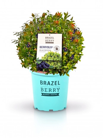 zu Jeddeloh, Blaubeere, Berry Bux