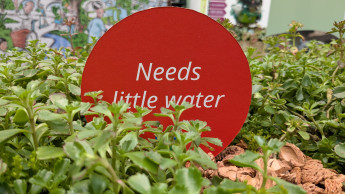 Der Klimawandel kommt in den deutschen Gärten an