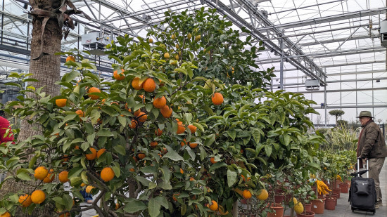 Für mediterranes Feeling auf Balkon oder Terrasse sorgen Zitrusfrüchte.&nbsp;