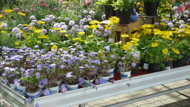 Gartenhandel schafft im ersten Halbjahr nur knapp ein Plus