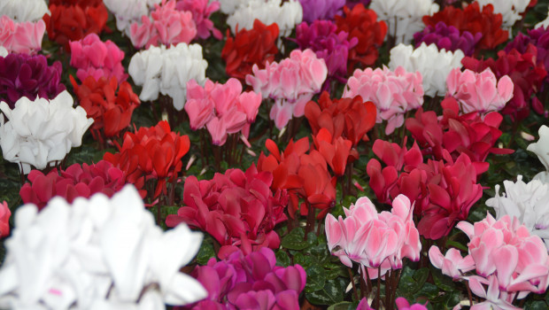 2021 wurden mehr Pflanzen und DIY-Produkte online verkauft als im Vorjahr.&nbsp;