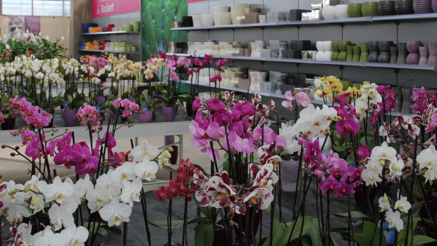 Für das zurückliegende Jahr bescheinigen die Statistiker dem Gartenhandel ein Minus.&nbsp;