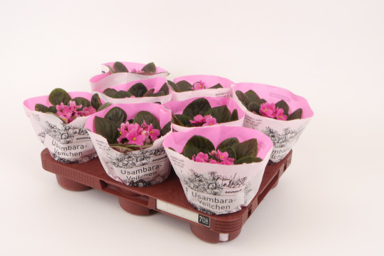 Die neuen Pflanzenpaletten werden ab Juli in 34 Märkten getestet.&nbsp;