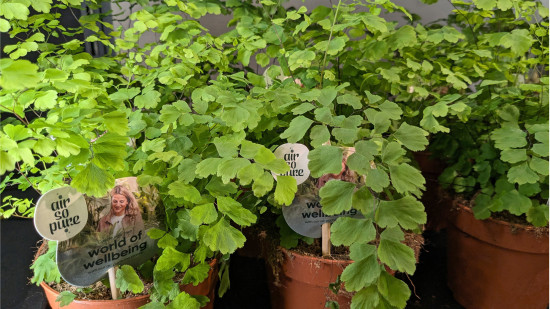 Zimmerpflanzen erfreuen sich als Luftreiniger seit einigen Jahren großer Beliebtheit.