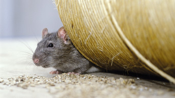 Hersteller stellen sich gegen geplantes Verbot von Ratten-Fraßködern